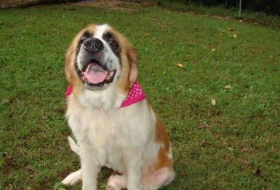 5 years after being stolen, therapy dog is coming home to her owner 